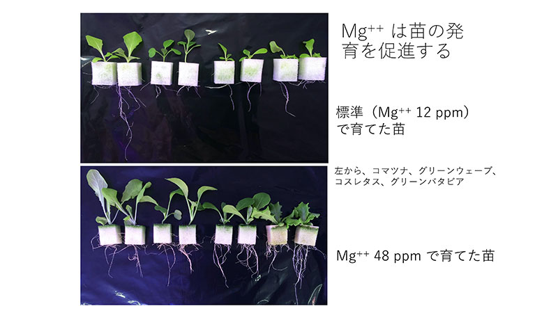 図1　Mg++ 濃度を高めると野菜種子の発育が非常に促進される