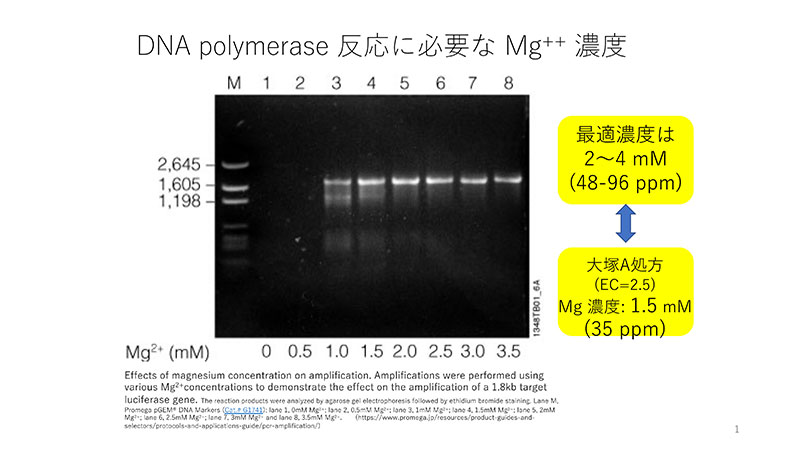 図2　DNA Polymerase 活性に対するMg++ 濃度の影響