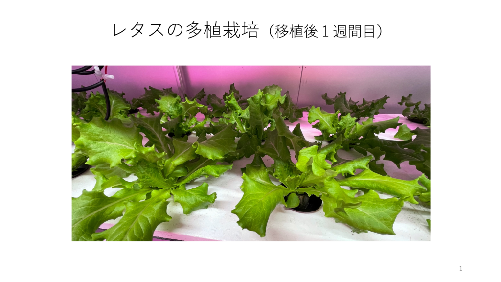 ヤングリーフ栽培（多植栽培）の勧め